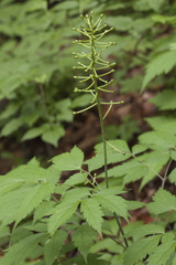 Actaea asiatica