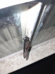 Heraclides anchisiades