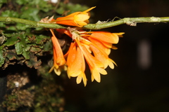 Dendrobium subclausum