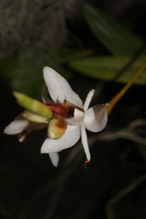 Coelogyne barbata