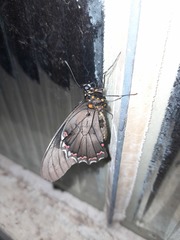 Heraclides anchisiades