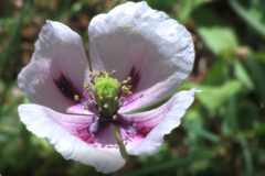 Papaver dubium lecoqii
