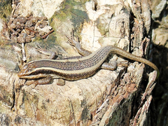 Trachylepis striata