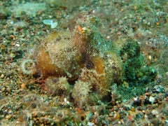 Amphioctopus mototi