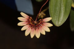 Bulbophyllum lepidum
