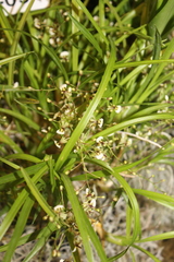 Gomesa radicans
