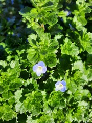 Veronica persica