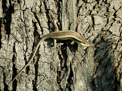 Trachylepis striata