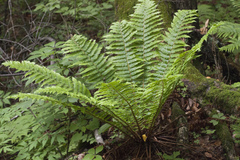 Dryopteris crassirhizoma