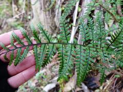 Polystichum neozelandicum neozelandicum