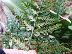 Polystichum neozelandicum neozelandicum