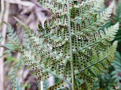 Polystichum neozelandicum neozelandicum