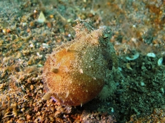 Amphioctopus mototi