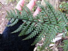 Polystichum neozelandicum neozelandicum