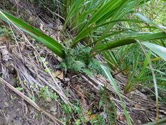 Polystichum neozelandicum neozelandicum