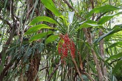 Cordyline manners-suttoniae