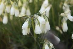Onosma tanaitica