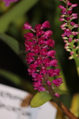 Arpophyllum spicatum