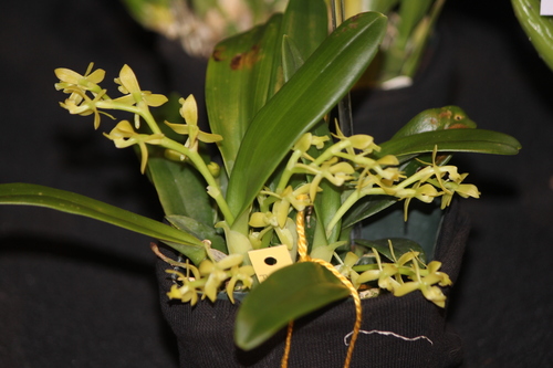 Epidendrum laterale Rolfe 2