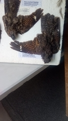 Caprimulgus tristigma