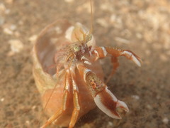 Pagurus acadianus