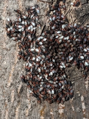 Oxycarenus lavaterae