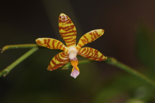 Banded Phalaenopsis