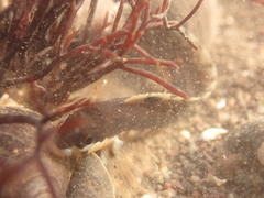 Ulvaria subbifurcata