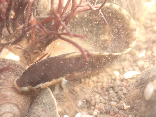 Radiated shanny (Ulvaria subbifurcata) — Stichaeidae