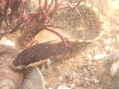 Ulvaria subbifurcata