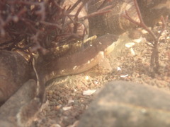 Ulvaria subbifurcata