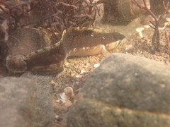 Ulvaria subbifurcata