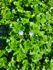 Veronica persica