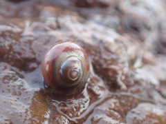 Margarites helicinus