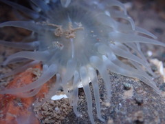 Aulactinia stella