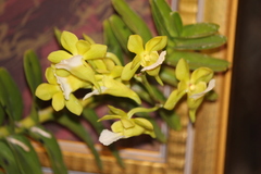 Vanda vietnamica