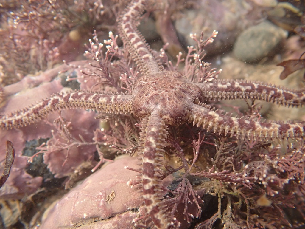 Crevice Brittlestar