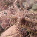 Daisy Brittle Star - Photo (c) Ian Manning, some rights reserved (CC BY), uploaded by Ian Manning