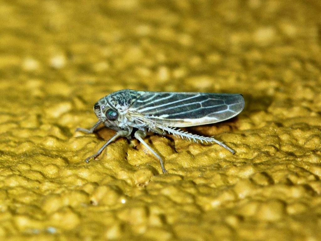 Ciminius platensis