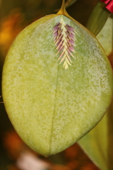 Acianthera pectinata