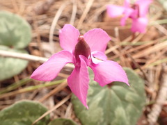 Cyclamen alpinum