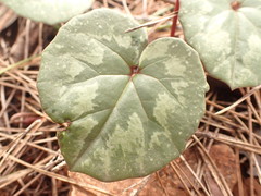 Cyclamen alpinum