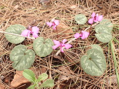 Cyclamen alpinum