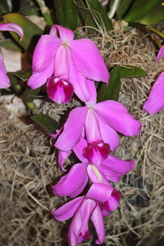 Dwarf Laelia
