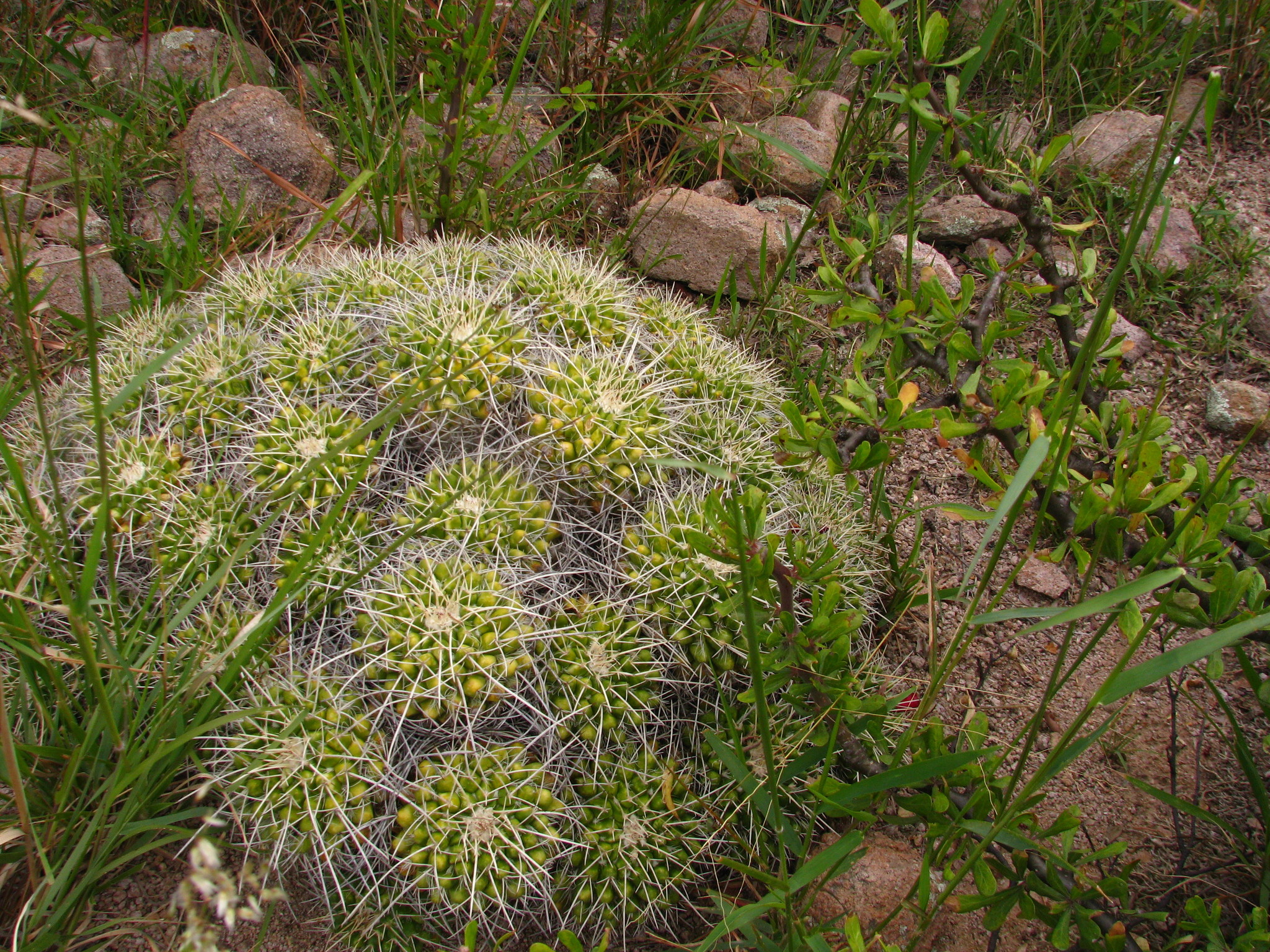 Mammillaria compressa ssp. compressa