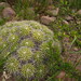 Mammillaria compressa compressa - Photo (c) Opuntia Cadereytensis, some rights reserved (CC BY-NC), uploaded by Opuntia Cadereytensis