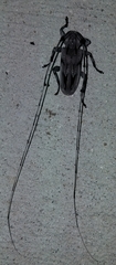 Acanthocinus nodosus