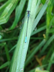 Mesamphiagrion