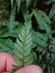 Polystichum pungens