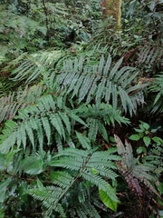 Polystichum pungens